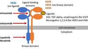 Image result for Oncogene
