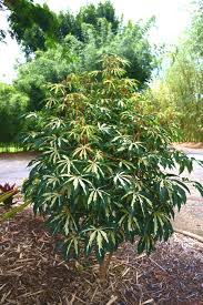 Image result for Manihot esculenta