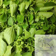 Image result for Acalypha indica