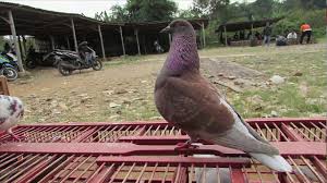 3 gaya terbang merpati balap yang sering juara. Merpati Kolongan Setengah Jadi Warna Kelas Ring Shogun By Raptor Pigeons Farm