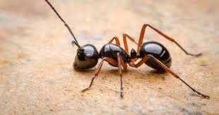 Black Ant Sugar Ant Bites Pictures 7 Ways To Get Rid Of Ants Without Calling The Exterminator Rid Of Ants Get Rid Of Ants Ants