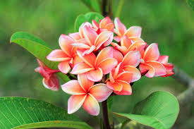 Key points to grow beautiful plumeria anywhere : Frangipani Pflege Dungen Giessen Uberwintern Plantura