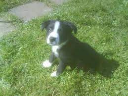 Border Collie X Lab Puppy 7 Weeks Old Border Collie Lab Puppy Collie