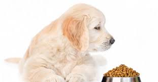 Shih tzu puppy dogs · yorkie puppy dogs · border collie dogs · mini dachshunds dogs · siberian husky pups for free dogs · free dog great pyrenees dogs · american . Sms Home Sit Means Sit Kokomo