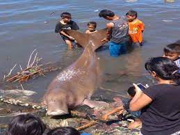 Dikisahkan kematian akan menghampiri para pelaut yang terbuai. Gambar Ikan Duyung Cantik Hidup Dan Jadi Kartun Terbesar