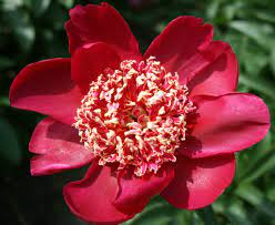 Paeonia Nippon Beauty Verschoor Horticulture