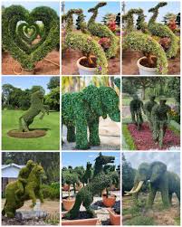 Image result for Malpighia