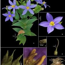 Image result for Exacum