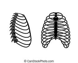 Most people have 24 ribs, with 12 on each side of the body. Human Rib Cage Anatomy Flat Vector Illustration Man Torso Skeletal System Anatomically Correct Chest Ribcage Isolated On Canstock