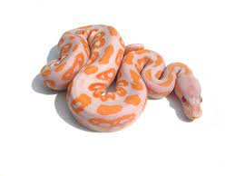 Lavender Albino Black Pastel Morph List World Of Ball Pythons Ball Python Pet Snake Python
