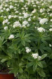 Image result for Galium