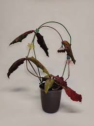 Image result for Polystachya undulata