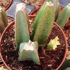 Image result for Cissus