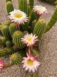 For the past 2 years our spiny cactus has produced a big bud but it doesn't open out. Hanging Out In Tucson Arizona Exploring With Beth