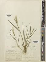Image result for Bromus leptoclados