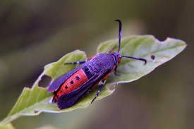 You want to catch squash bugs before they grow into adults or they become very difficult to get rid of completely. Killing Squash Bugs How To Identify And Control Anasa Tristis Epic Gardening