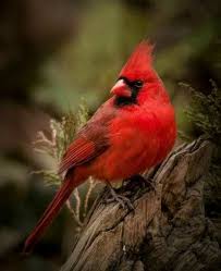 Brown Birds That Look Like Cardinals Grandma Would Have Loved To Look At Him Cardinal Birds