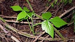 Image result for Cissus cucumerifolia