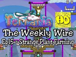 Since strange plants can grow on bare, grassless dirt, a simple farm can be made to collect them. Terraria The Weekly Wire Ep15 Strange Plant Guide 1 3 Tutorials Youtube