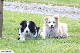 Pin On Dogs