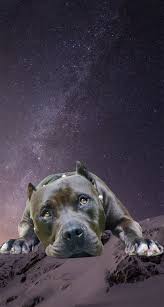 Pitbull Iphone 5 Wallpaper Evcil Hayvanlar Hayvan Duvar Kagidi Hayvanlar