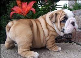After that, please press the go button so the results will be shown. 8 Weeks Old English Bulldog Puppies Ketchikan Us En Oc2o