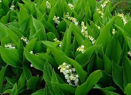 Maybe you would like to learn more about one of these? Muguet Plantation Entretien Promesse De Fleurs