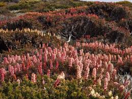 Image result for Scoparia