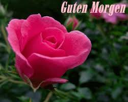 Pics einen wunderschönen guten morgen. 27 Guten Morgen Gif Ideas Good Morning Good Morning Picture Morning Pictures