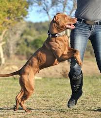 Merle pitbull terrier, stafford pitbull terrier, rezor edge pitbull terrier, gotti pitbull. American Pitbull Terrier Breed History