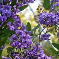 Image result for Hardenbergia comptoniana