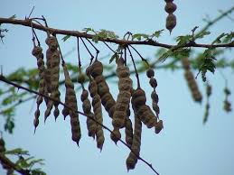 Image result for Acacia nilotica