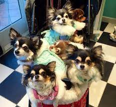 Bags Full Of Chihuahua Chihuahua Mom Cute Chihuahua Chihuahua Love