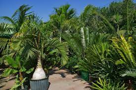 When looking for a tropical feel for your yard, look no further than palm paradise! Palm Tree Nursery San Diego Online Plant Nursery Tropical Garden Plants Palm Nursery