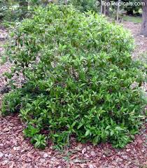 Image result for Psychotria moninensis