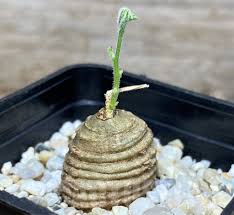 Image result for Trochomeria polymorpha