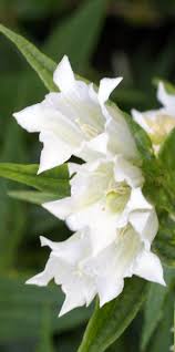 Image result for Gentiana asclepiadea alba