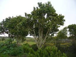 Image result for Syzygium cordatum