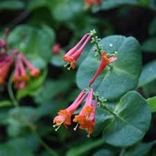Can i plant honeysuckle and clematis together. Honeysuckle Vine Growing A Non Invasive Honeysuckle Plant Garden Design