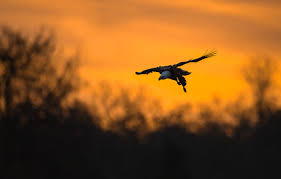 Wallpaper Flight Sunset Pose Bird Silhouette Eagle Yellow Background Bokeh Flying Bald Eagle Against The Sky Wingspan Images For Desktop Section Zhivotnye Download We believe in helping you find the product that is right for you. wallpaper flight sunset pose bird