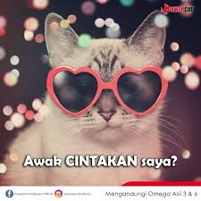 Dua tiga kucing berlari, mana nak sama si kucing belang, dua tiga boleh kucari, mana nak sama si adik seorang. Dua Tiga Kucing Berlari Mana Powercat Malaysia Official Facebook