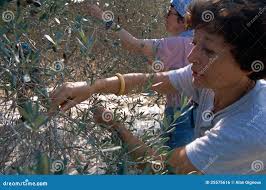 103 Olive Harvest Palestine Stock Photos