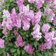 Image result for Syringa prestoniae