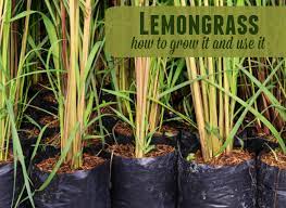 Lemongrass How To Grow It And Use It The Prairie Homestead Lemon Grass Grow Lemongrass Planting Herbs