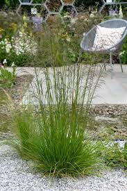 Image result for Deschampsia