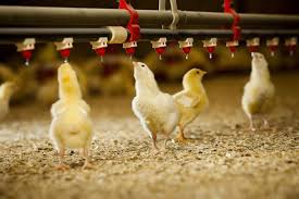 Image result for images broiler chicks and water pressure