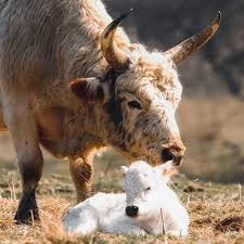 Image result for chillingham cattle