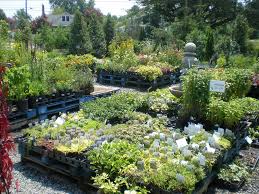 They are close to local places of interest. Lowe S Bayshore Nursery Garden Center Kent Island Md Landscape Supplies Eastern Shore Maryland Plants Trees Shrubs Soils Mulch Fertilizers Bulk Garden Lawn Supplies Stevensville Centreville Grasonville Chester Queen Anne S County