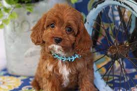 Most trusted source of cavapoo puppies for sale. Cavapoo Puppies Foxglove Farm