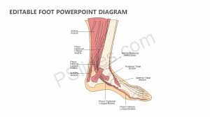 A tendon is a band of tissue that connects a the two peroneal tendons in the foot run side by side behind the outer a. Editable Foot Powerpoint Diagram Pslides